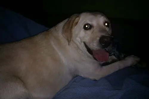 Sonia, kochana biszkoptowa labradorka szuka domu_