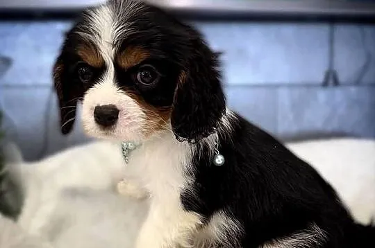 Suczka „BONNIE” Cavalier King Charles Spaniel Tricolor