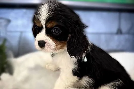 Suczka „BONNIE” Cavalier King Charles Spaniel Tricolor, Małopolskie, Limanowa
