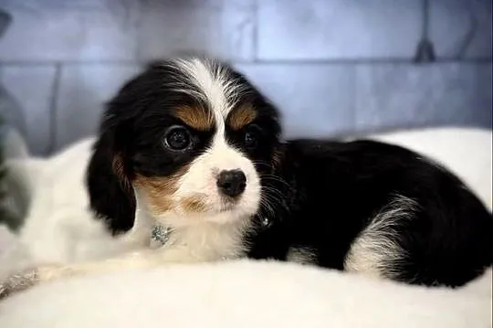 Suczka „BONNIE” Cavalier King Charles Spaniel Tricolor, Małopolskie, Limanowa