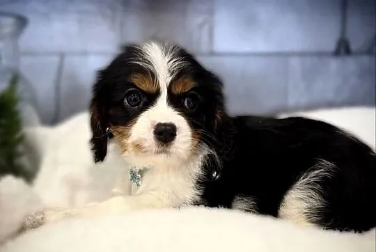 Suczka „BONNIE” Cavalier King Charles Spaniel Tricolor, Małopolskie, Limanowa