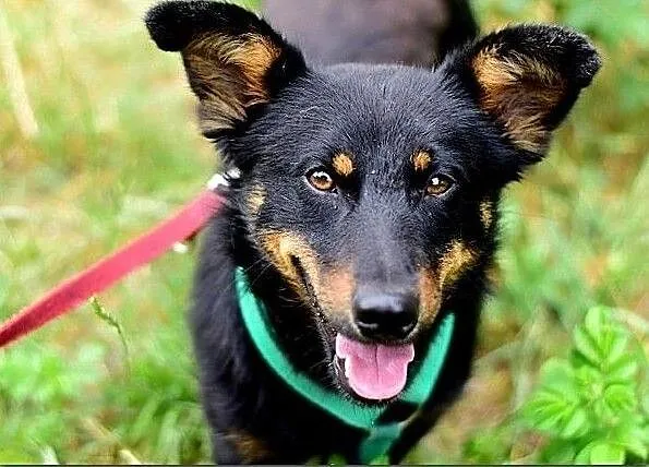 Do domu z ogródkiem,mały,radosny,przyjazny,zaszczepiony piesek UKI.Adopcja., Śląskie, Katowice