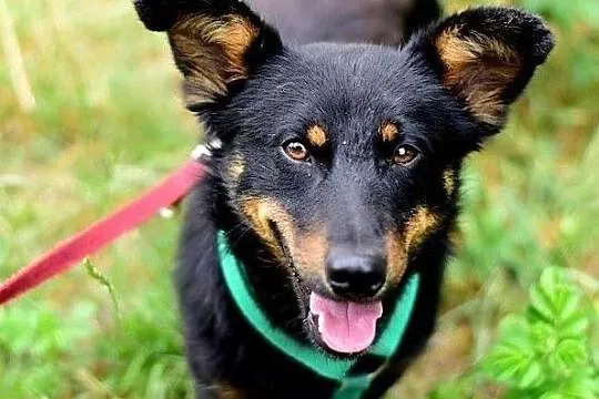 Do domu z ogródkiem,mały,radosny,przyjazny,zaszczepiony piesek UKI.Adopcja., Śląskie, Katowice