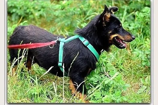 Do domu z ogródkiem,mały,radosny,przyjazny,zaszczepiony piesek UKI.Adopcja., Śląskie, Katowice