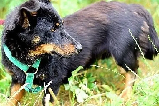 Do domu z ogródkiem,mały,radosny,przyjazny,zaszczepiony piesek UKI.Adopcja., Śląskie, Katowice