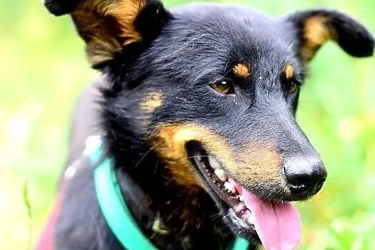 Do domu z ogródkiem,mały,radosny,przyjazny,zaszczepiony piesek UKI.Adopcja., Śląskie, Katowice