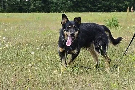 Uroczy Scooby prosi o dom - piękny kudłatek do ado