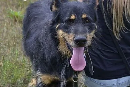 Uroczy Scooby prosi o dom - piękny kudłatek do ado