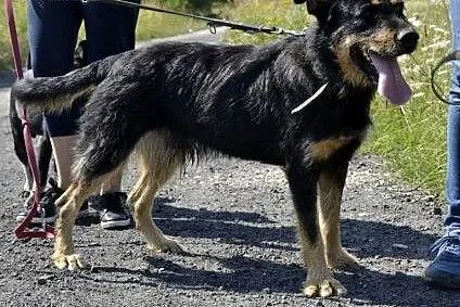 Uroczy Scooby prosi o dom - piękny kudłatek do ado