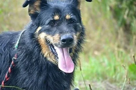 Uroczy Scooby prosi o dom - piękny kudłatek do ado