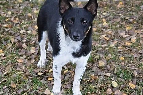 Kajtuś, młodziutki, porzucony, kochany piesek szuk
