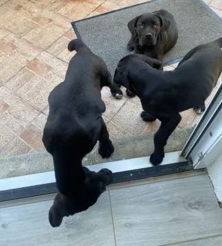 Oszałamiające szczenięta Cane Corso dostępne na sprzedaż., , Chełm