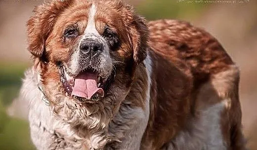 BUNIA - cudowna BERNARDYNKA - 48 kg MIŁOŚCI do świ