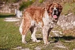 BUNIA - cudowna BERNARDYNKA - 48 kg MIŁOŚCI do świ