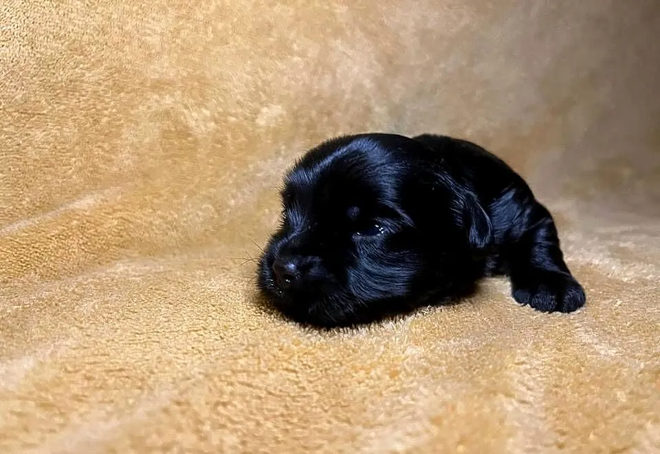 Yorkshire terrier, Black, Piesek, Dolnośląskie, Wrocław