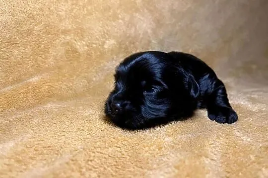 Yorkshire terrier, Black, Piesek, Dolnośląskie, Wrocław