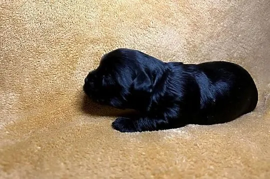 Yorkshire terrier, Black, Piesek, Dolnośląskie, Wrocław