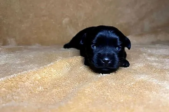 Yorkshire terrier, Black, Piesek, Dolnośląskie, Wrocław