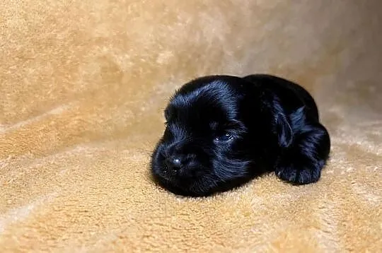 Yorkshire terrier, Black, Piesek, Dolnośląskie, Wrocław