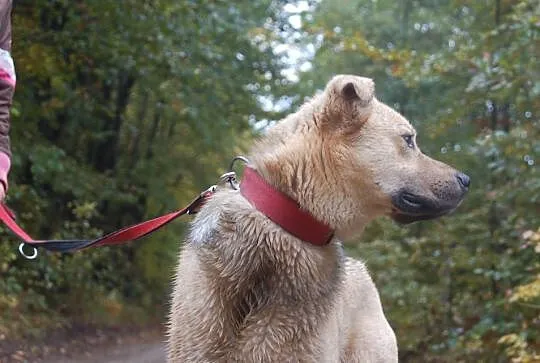 Biszkoptowy młodzieniaszek, Yogi mix labradora szuka domu!
