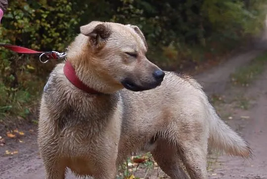 Biszkoptowy młodzieniaszek, Yogi mix labradora szu