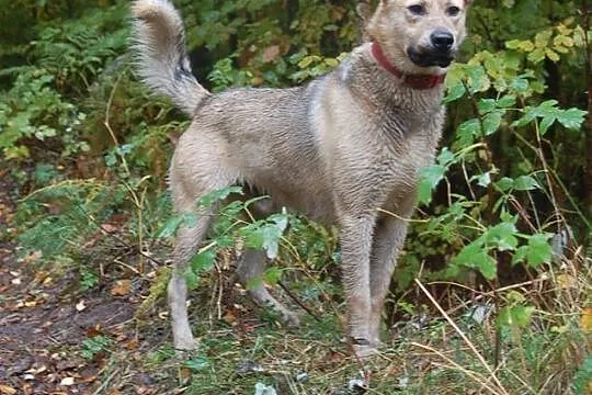 Biszkoptowy młodzieniaszek, Yogi mix labradora szu