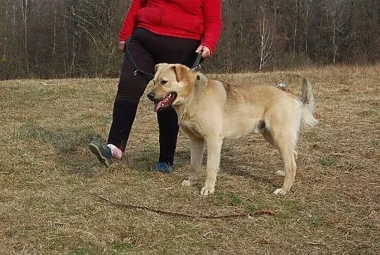Biszkoptowy młodzieniaszek, Yogi mix labradora szu