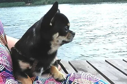 Chihuahua reproduktor, Wielkopolskie, Konin
