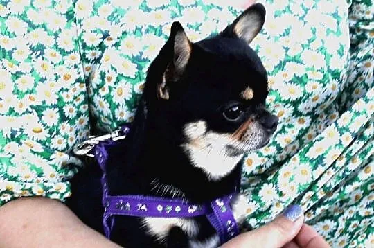 Chihuahua reproduktor, Wielkopolskie, Konin