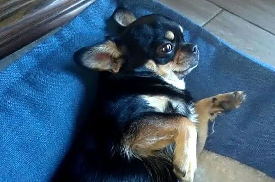 Chihuahua reproduktor, Wielkopolskie, Konin