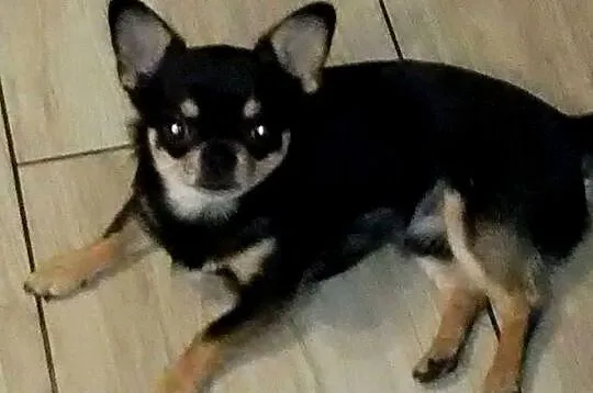 Chihuahua reproduktor, Wielkopolskie, Konin