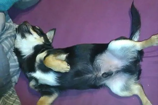 Chihuahua reproduktor, Wielkopolskie, Konin