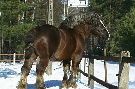 Tamka