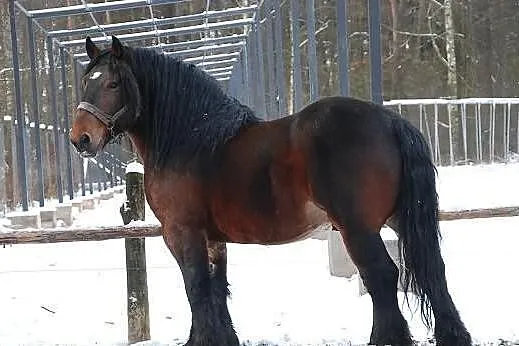 Tamka