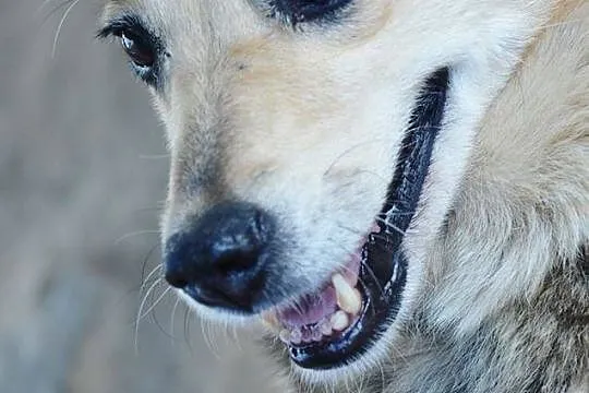 Jasminka - cudowna, łagodna, cierpliwa suczka ADOPCJA