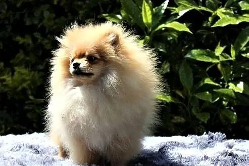 POMERANIAN - szpic miniaturowy
