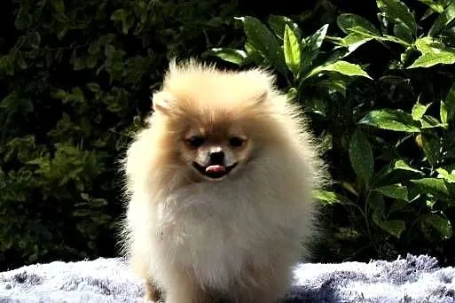 POMERANIAN - szpic miniaturowy, Opolskie, Suchy Bór