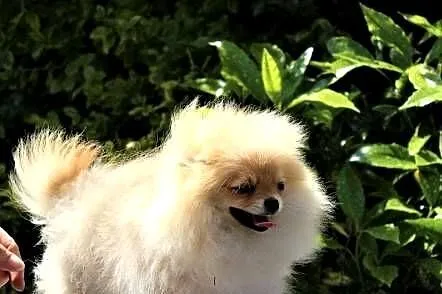 POMERANIAN - szpic miniaturowy, Opolskie, Suchy Bór