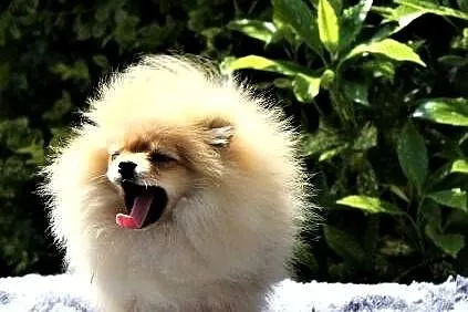 POMERANIAN - szpic miniaturowy, Opolskie, Suchy Bór