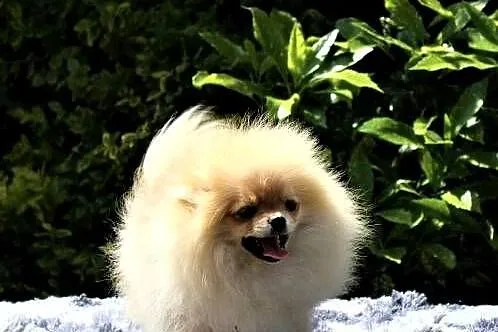 POMERANIAN - szpic miniaturowy, Opolskie, Suchy Bór