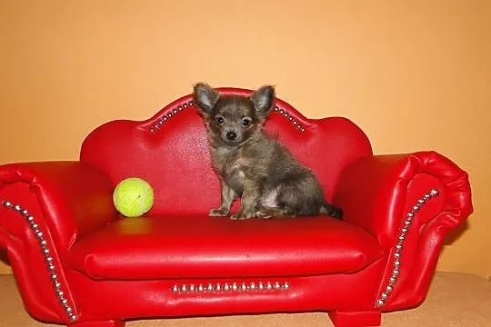 Chihuahua miniaturka długowłosa, Częstochowa