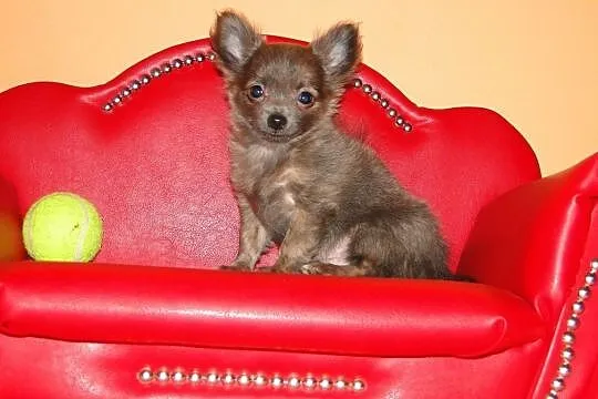 Chihuahua miniaturka długowłosa, Częstochowa