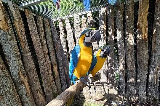 Ara Ararauna