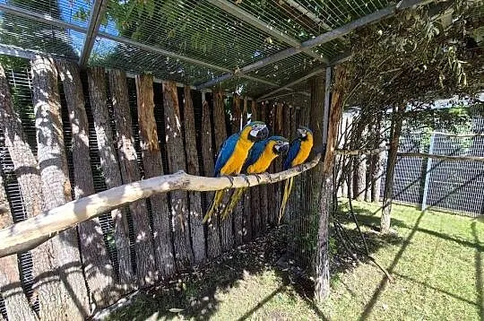 Ara Ararauna, Wielkopolskie, Rakoniewice