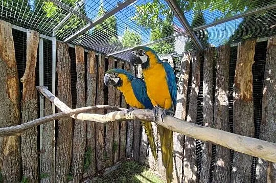 Ara Ararauna, Wielkopolskie, Rakoniewice