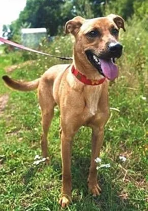 BARNEY - młody, wesoły, łagodny psiak; do adopcji, wielkopolskie Poznań, Wielkopolskie, Poznań