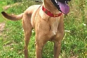 BARNEY - młody, wesoły, łagodny psiak; do adopcji,  wielkopolskie Poznań, Wielkopolskie, Poznań