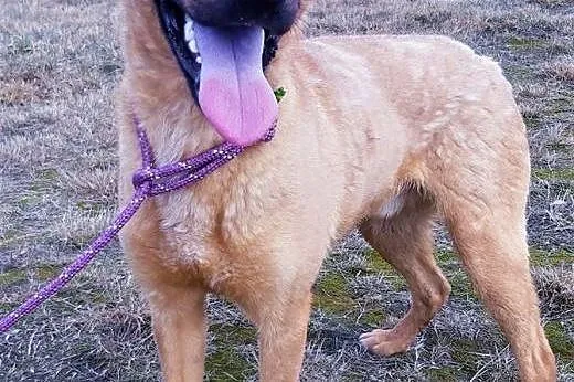 BARNEY - młody, wesoły, łagodny psiak; do adopcji,  wielkopolskie Poznań, Wielkopolskie, Poznań