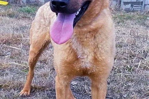 BARNEY - młody, wesoły, łagodny psiak; do adopcji,  wielkopolskie Poznań, Wielkopolskie, Poznań