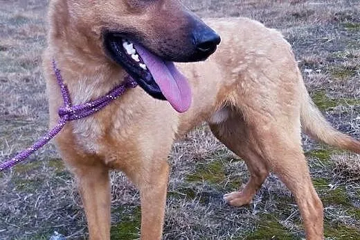 BARNEY - młody, wesoły, łagodny psiak; do adopcji,  wielkopolskie Poznań, Wielkopolskie, Poznań